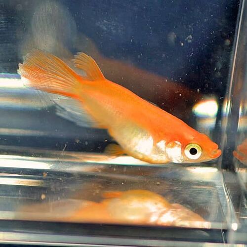 Orange Red Long Fin Medaka