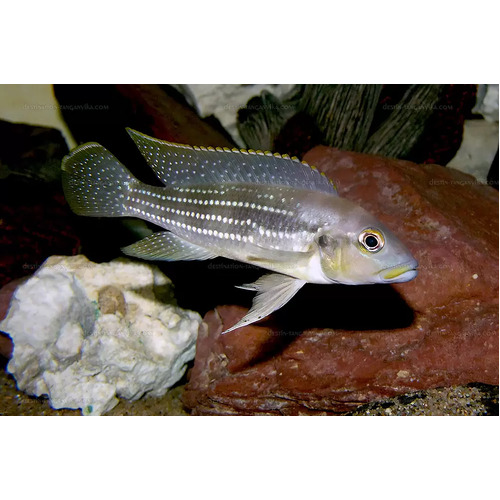 Neolamprologus Tetracanthus