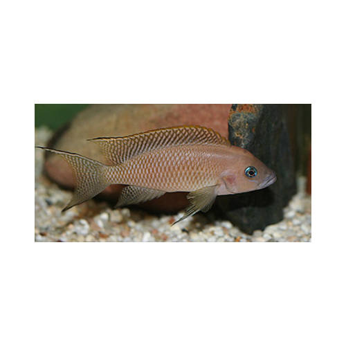 Neolamprologus Walteri