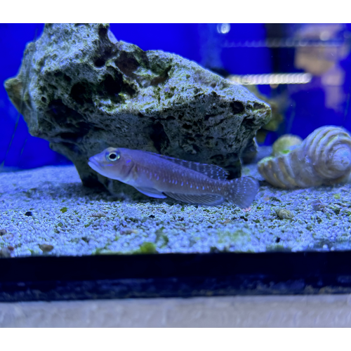 Lamprologus Ornatipinnis