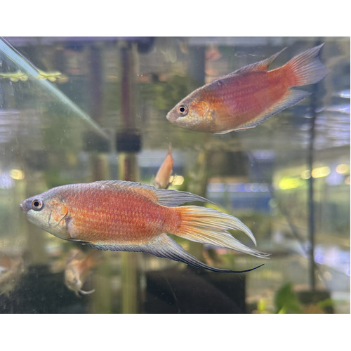 Apricot Paradise Fish