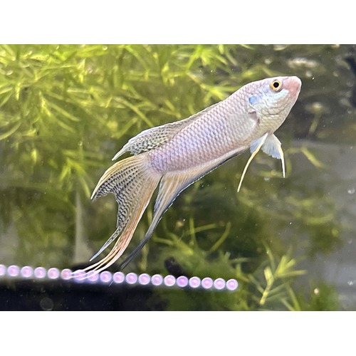 Paradise Fish Royal Blue Pair