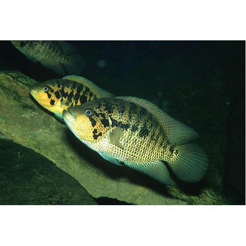 Yellow Jacket Cichlid