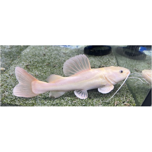 Platinum Redtail Catfish 12-15cm