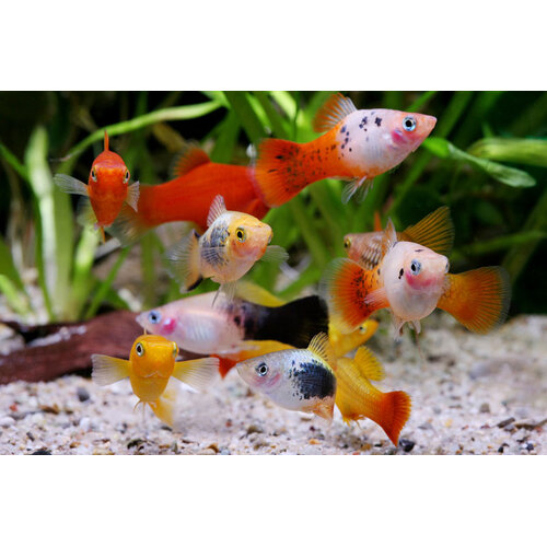 Assorted Platy