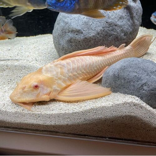 12-15cm Albino Pleco