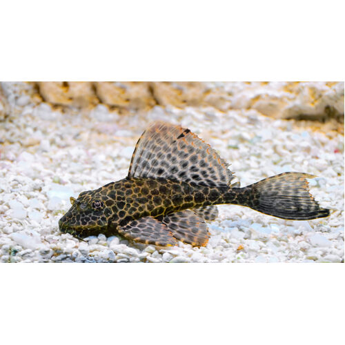 12-15cm Sailfin/Goldspot Pleco