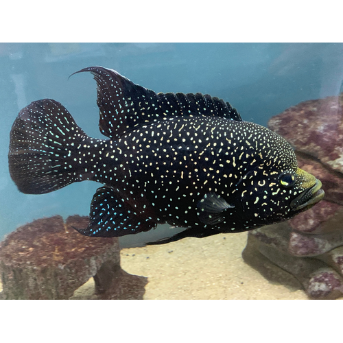 Starry Night Cichlid