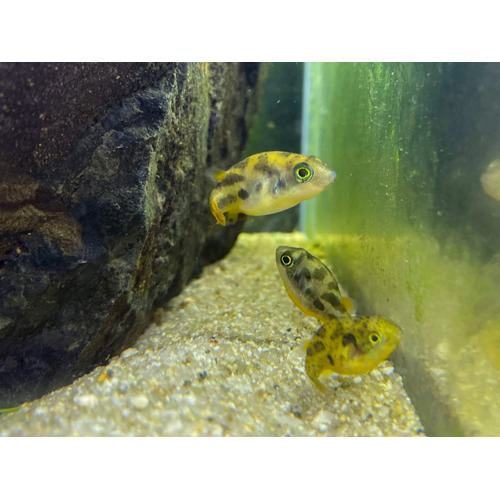 Adult Pea Puffer