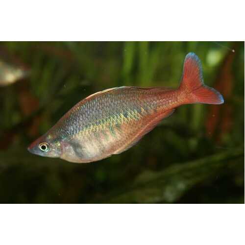 Bleher's Rainbowfish