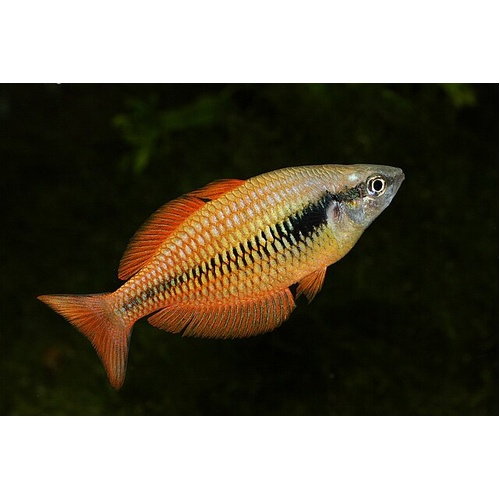 Lake Kurumoi Rainbowfish