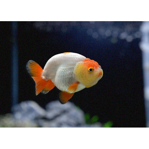 Assorted Ranchu Large (6-10cm)