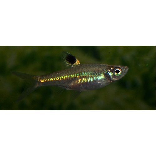 Emerald Eye Rasbora