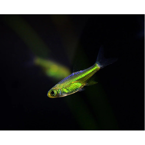 Green Neon Rasbora