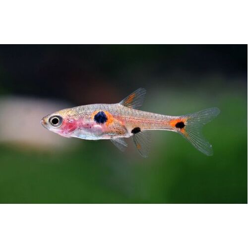 Maculata Rasbora