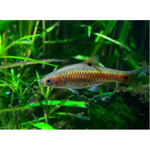 Red Sided Barb