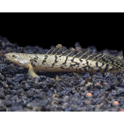 Royal Tiger Delhezi Bichir 5-7cm