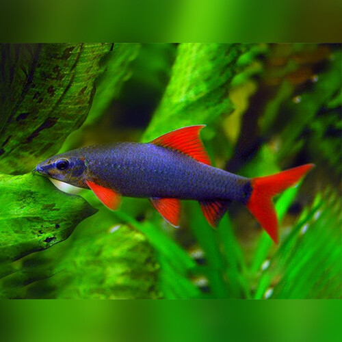 Rainbow Shark (10cm)