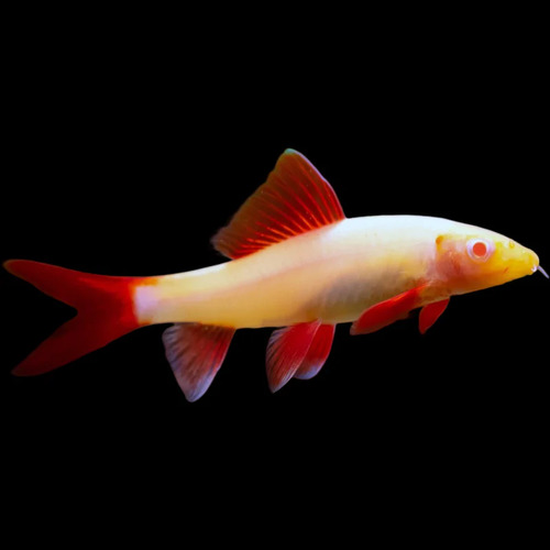 Albino Rainbow Shark