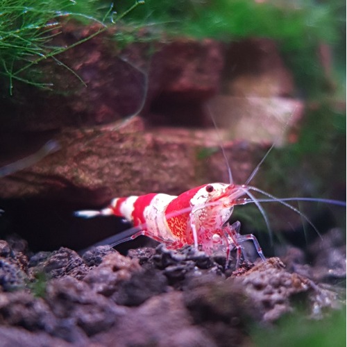 Crystal Red Caridina Shrimp