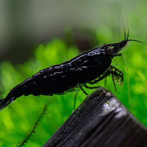 Black Cherry Shrimp