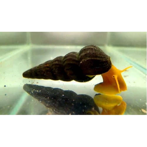 Yellow/Gold Rabbit Snail