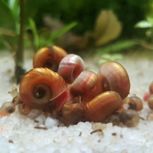 Ramshorn Snail (Red/Brown)