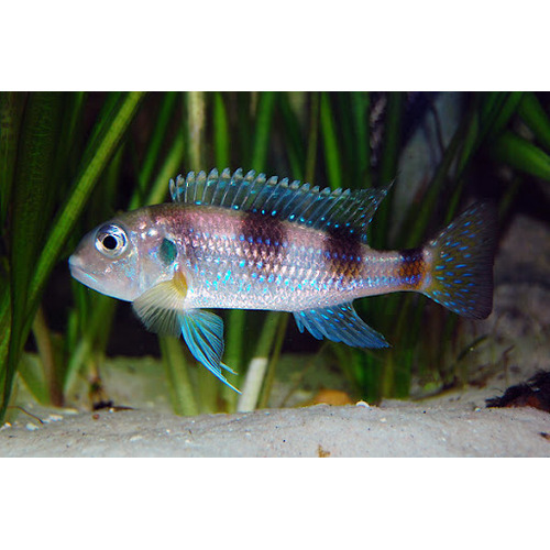 Spangled Cichlid