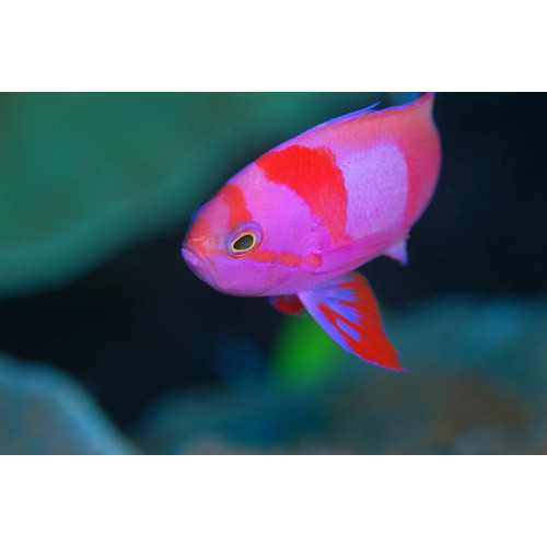 Squareblock Anthias Male