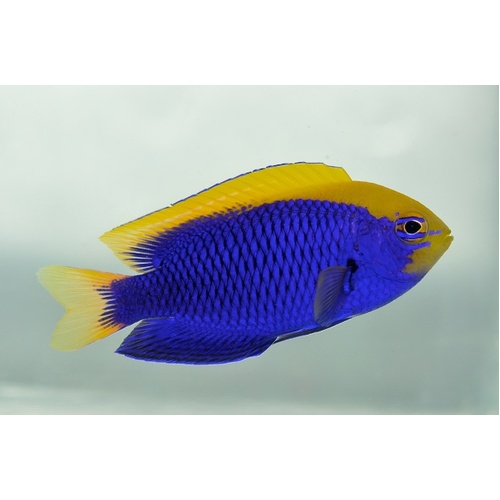 Stark's Damselfish