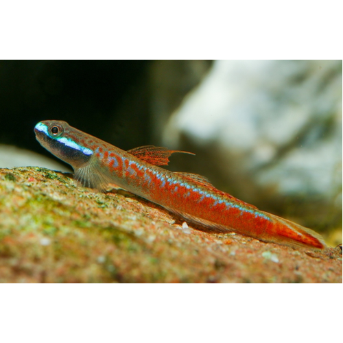 Red Neon Cling Goby