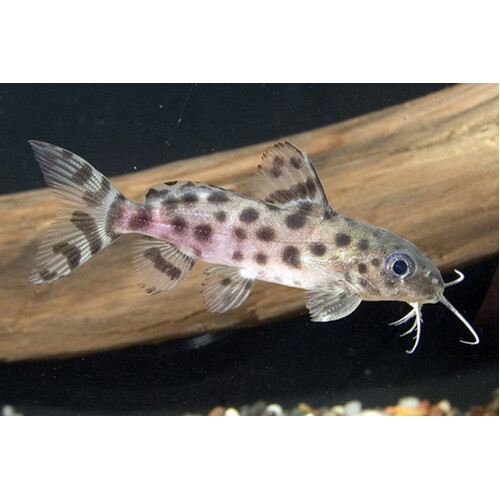 Ocellifer Catfish