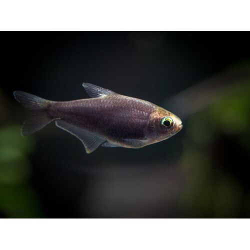 Black Emperor Tetra