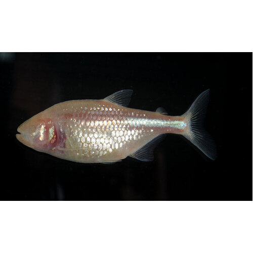 Blind Cave Tetra