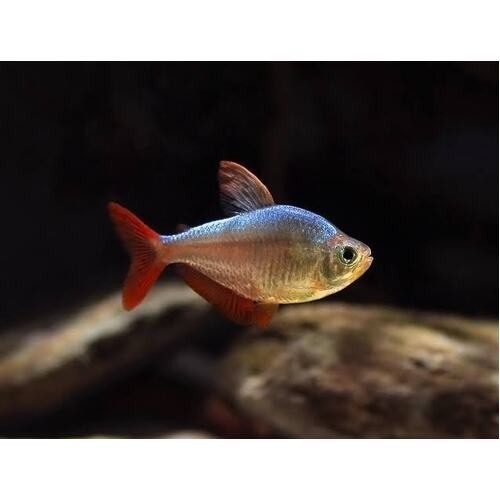 Red & Blue Columbian Tetra