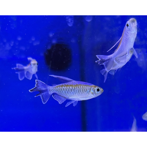 Congo Tetra 5cm