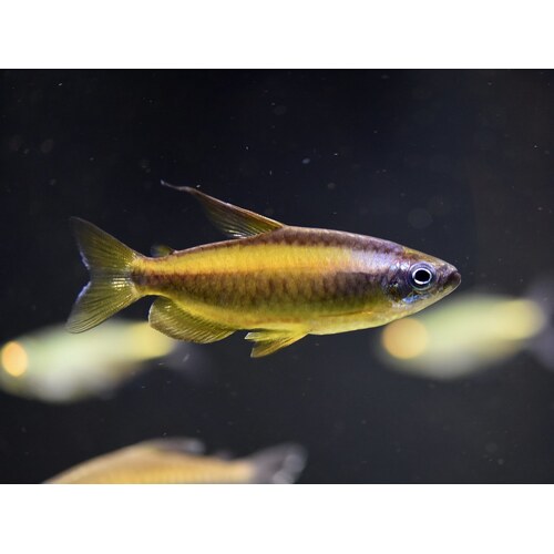 Gold Congo Tetra