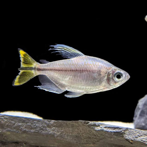 Yellow-Tail Congo Tetra