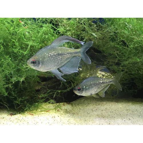 Diamond Tetra