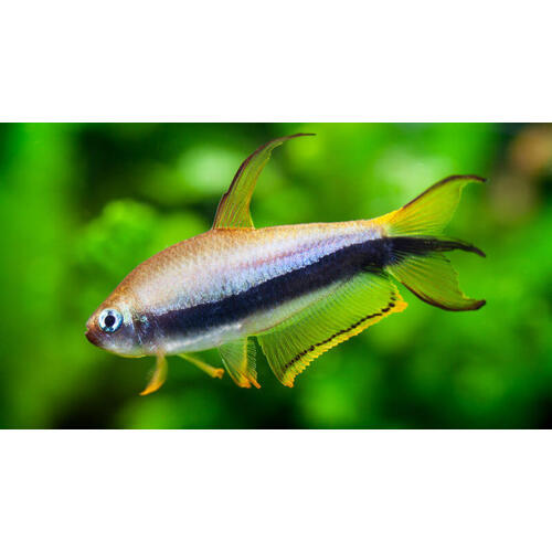 Emperor Tetra