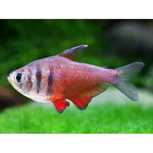 Flame Tetra