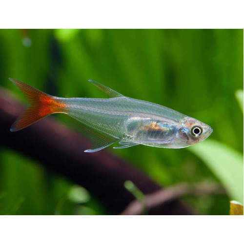 Glass Bloodfin Tetra