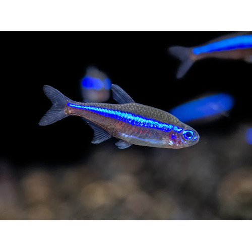 Green Neon Tetra