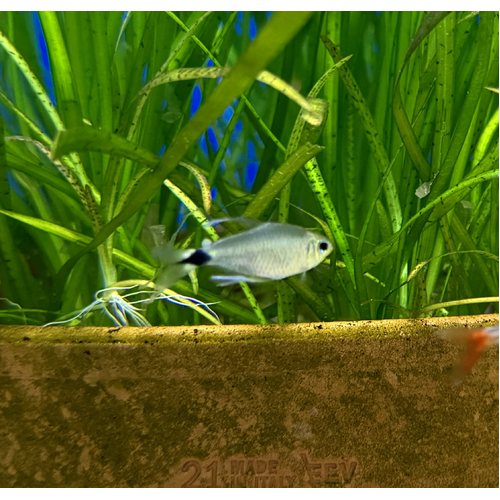 Kitty Tetra