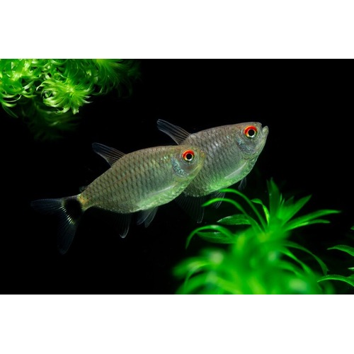 Lampeye Tetra (Red-Eye)