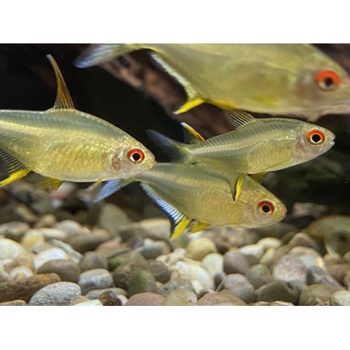 Lemon Tetra