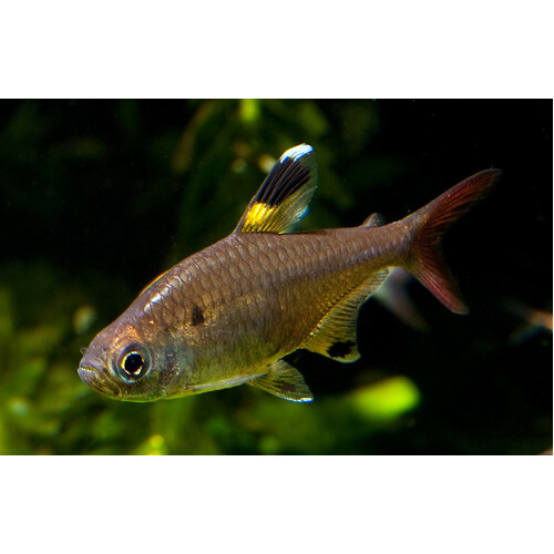 Pristella Tetra