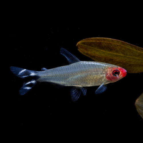 Rummynose Tetra