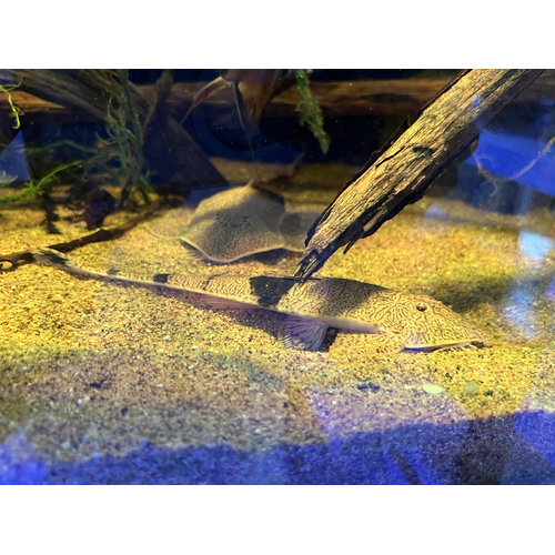 Chameleon Whiptail Catfish Pair