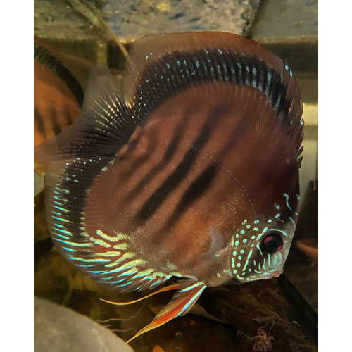 Wild type X Heckle Discus Pair